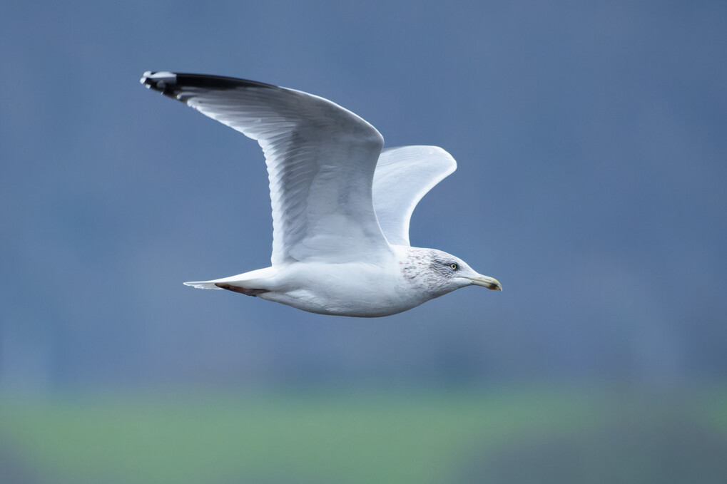 Herring Gull